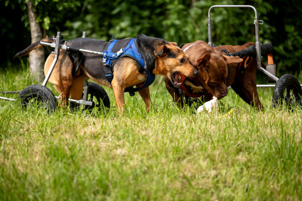 Pfotenhilfe Sommer 2023-61