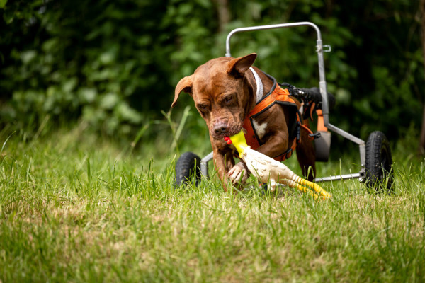 Pfotenhilfe Sommer 2023-62