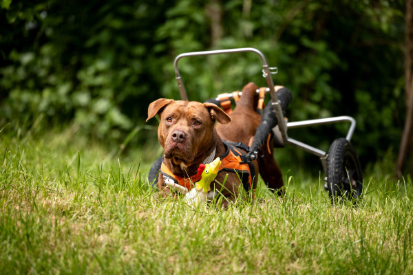 Pfotenhilfe Sommer 2023-63