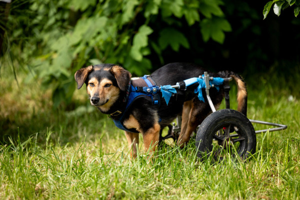 Pfotenhilfe Sommer 2023-64