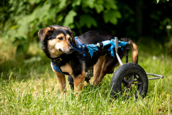 Pfotenhilfe Sommer 2023-65