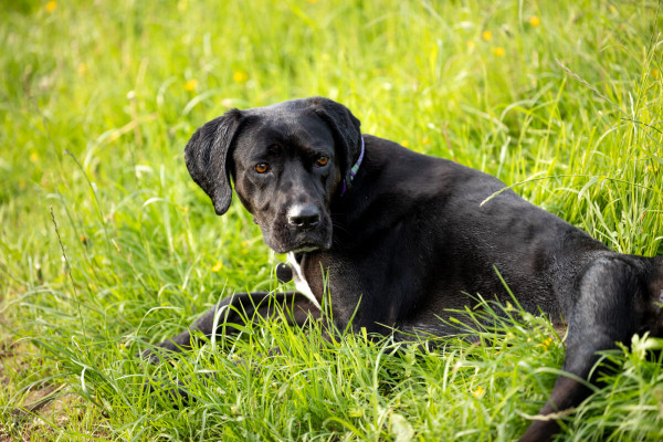 Pfotenhilfe Sommer 2023-7