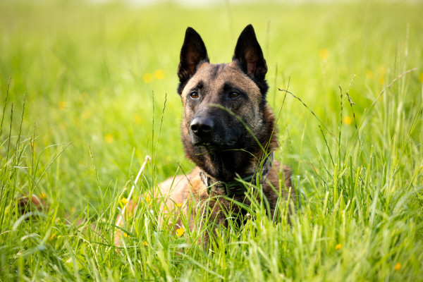 Pfotenhilfe Sommer 2023-8