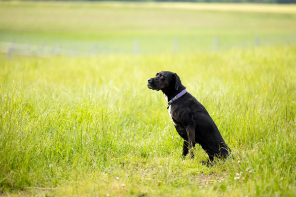 Pfotenhilfe Sommer 2023-9